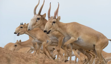 Поезд снес целое стадо сайгаков на севере Казахстана