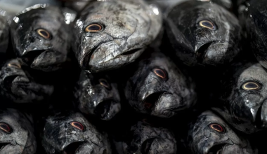 Озеро превратилось в рыбное кладбище в Западно-Казахстанской области