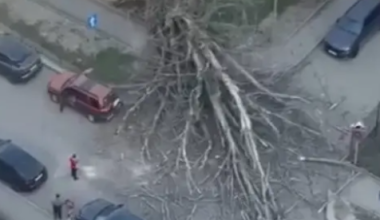 В Алматы рухнуло огромное дерево на перекрестке