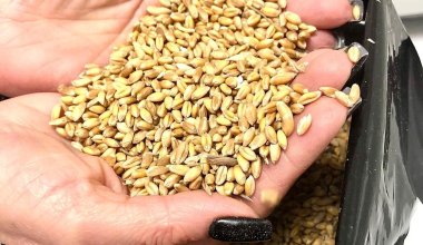 Казахстан ввёл запрет на ввоз зерна и кормов из России