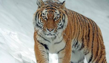 Россия передаст Казахстану амурских тигров