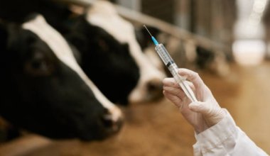 В Казахстане засекретили данные по массовой вакцинации скота — эксперт