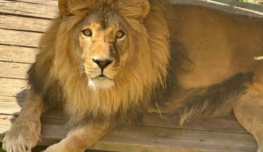 «Страдает в клетке» — необычное поведение льва объяснили в зоопарке Алматы