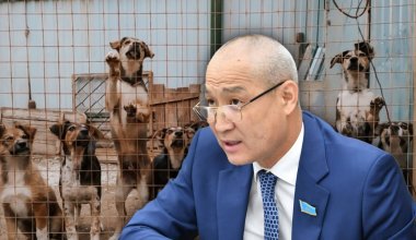 Пять дней в приюте и «на радугу»: депутаты дали свое видение гуманного отношения к животным