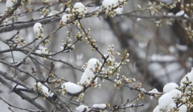Где в Казахстане обещают снег