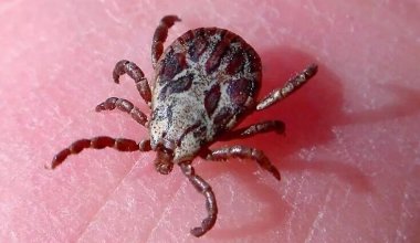 Смертность до 30%: Минздрав предупредил казахстанцев