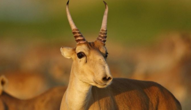 Массовую гибель сайгаков зафиксировали в ЗКО