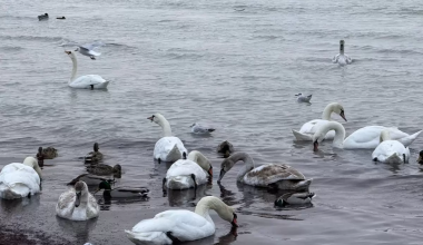 Мёртвые лебеди на Каспии: в Мангистау озвучили результаты проверки