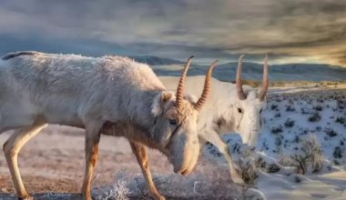 Причины массовой гибели сайгаков в ЗКО назвали специалисты