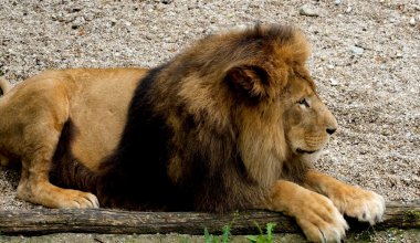 Жителей Семея задержали за «развлечение» у вольера со львами