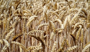 Россия хочет объединить продовольственные резервы с Казахстаном