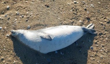 Массовая гибель тюленей произошла на Каспии