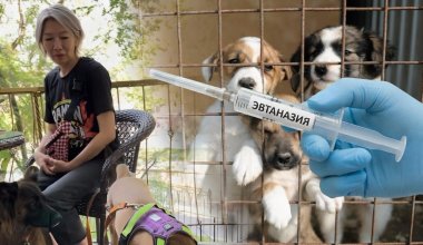 Убить проблему? Почему поправки о животных вызвали волну возмущения