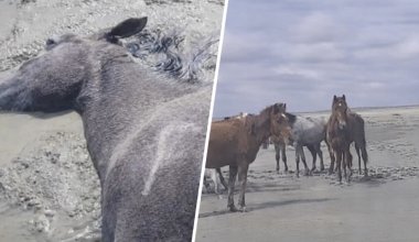 Более 100 лошадей погибли в Мангистау после дождей