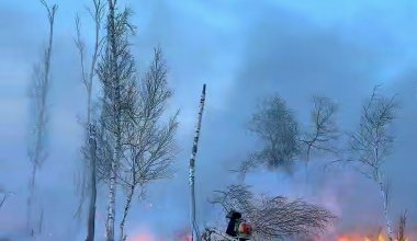 Сильный ветер разогнал пожар до леса на севере Казахстана