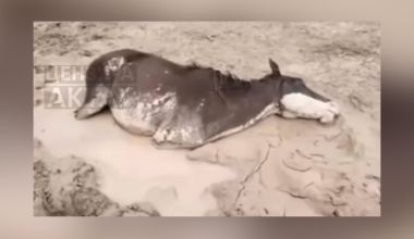 Массовый падёж скота после ливней: что заявили в акимате Мангистау