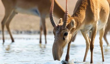 Почти тысячу мёртвых сайгаков нашли в одном районе Атырауской области