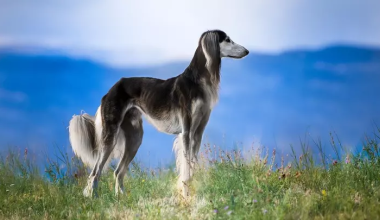 В Казахстане появится новый праздник — день тазы и тобета