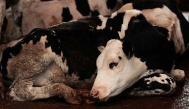 Соседи Казахстана заявили об угрозе нового типа ящура