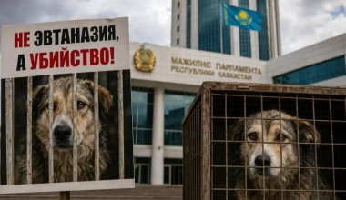 Организаторы митинга против эвтаназии животных заявили о давлении