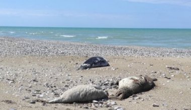 Причины массовой гибели каспийских тюленей назвал учёный