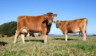 Казахстан закупил элитный скот в Европе