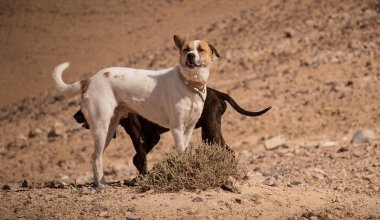 Токаев вмешался в спор о бродячих животных