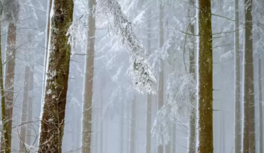 Заморозки и шквалы ожидаются в Казахстане