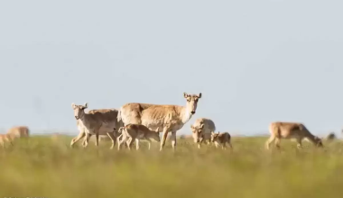 Власти выдают вспышку ящура в Казахстане за пастереллез — эксперт