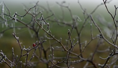 Мокрый снег и заморозки: где ухудшится погода в Казахстане
