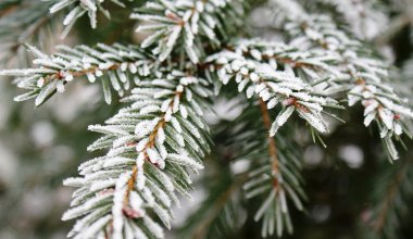 Заморозки и дожди накроют регионы Казахстана 29 апреля