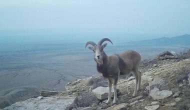Селфи от архара: Устюртский заповедник показал уникальные кадры с фотоловушек