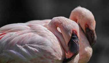 Редкие розовые фламинго появились на севере Казахстана