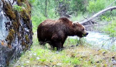 Медведи начали выходить к людям в Жетысу