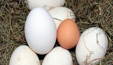 Почти 14 тысяч яиц изъяли на рынке Алматы и отправили в яму Беккари