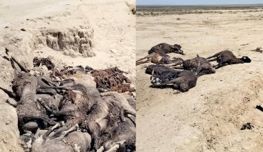 Степь усыпана трупами: в Атырауской области за ночь погибли более 1200 животных