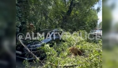 Дерево рухнуло на Lexus в Алматы