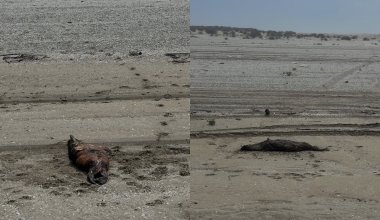 На побережье Актау нашли мертвых краснокнижных тюленей