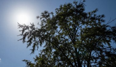Сильный ветер и жара обрушатся на некоторые области Казахстана 15 июля