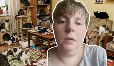 «Вернулась домой — повсюду кровь»: жительница Конаева обвинила полицию в гибели 19 кошек
