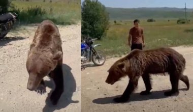 Почему медведь перестал бояться людей? Необычный случай произошел в ВКО
