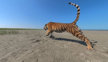 В Казахстане впервые за десятилетия выпустили тигра в дикую природу