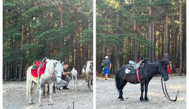 Истощённые пони стали развлечением для туристов в Бурабае