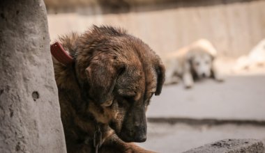 Усыплять бездомных животных будут по новым правилам в Казахстане