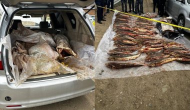 Почти 300 кг осетровой рыбы нашли в машине в Атырау