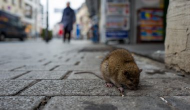Власти Алматы приняли срочные меры против нашествия крыс