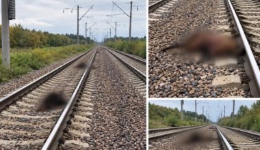 В Акмолинской области поезд сбил 13 голов скота