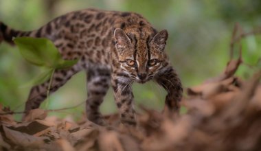 Учёные открыли новый вид диких кошек впервые за 100 лет