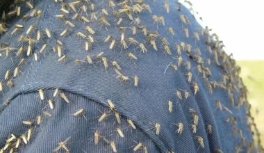 Откуда взялись тучи мошек в Астане, объяснили в акимате