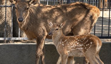 В Алматинском зоопарке родились два мараленка